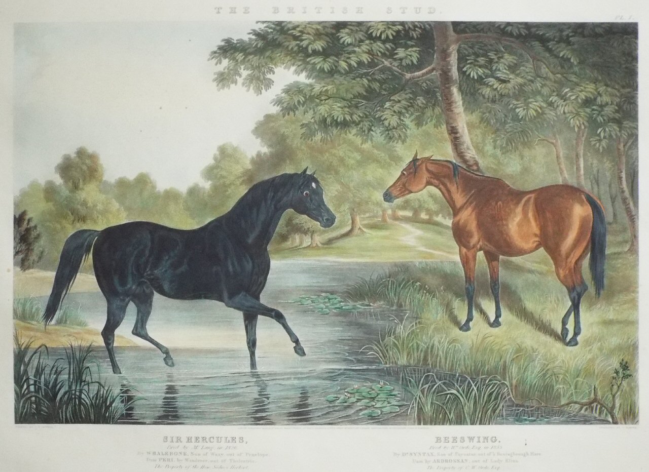 Aquatint - The British Stud. Sir Hercules. Beeswing. - Harris